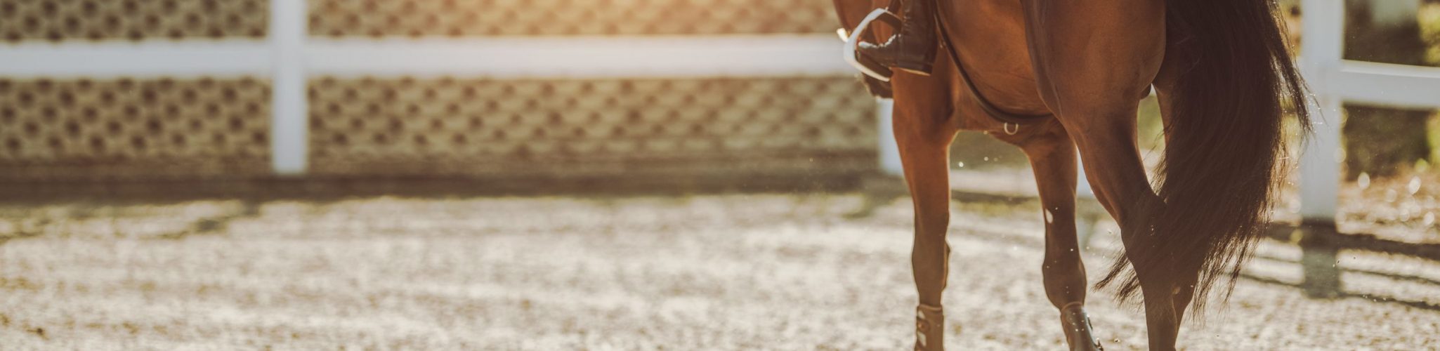Horse Riding in Sunset. Equestrian Facility. Professional Female Rider on His Horse.